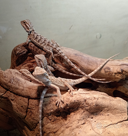 Draghi Barbuti - Pogone