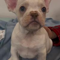 Bulldog francese