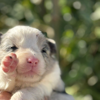 Border collie
