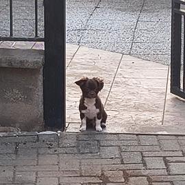Chihuahua a pelo lungo maschio