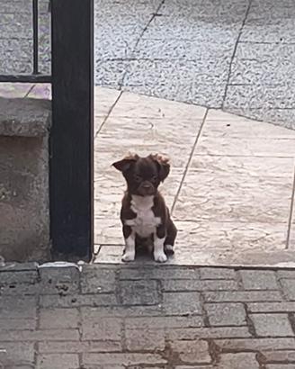 Chihuahua a pelo lungo maschio