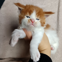 Maschietti maine coon bicolor
