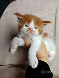 Maschietti maine coon bicolor