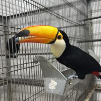 Coppia di tucano toco