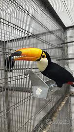 Coppia di tucano toco