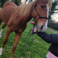 Anglo arabo anche per principianti