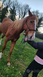 Anglo arabo anche per principianti