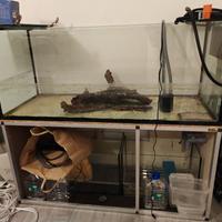 acquario