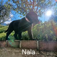 Cuccioli labrador retriever