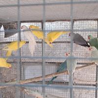 Parrocchetti dal collare vari colori