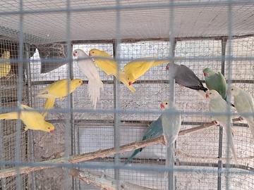 Parrocchetti dal collare vari colori