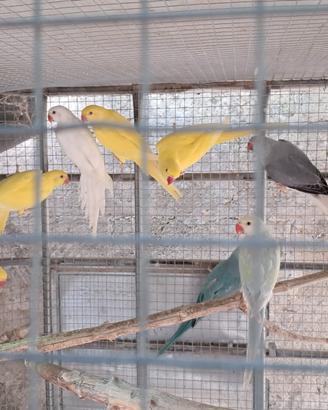 Parrocchetti dal collare vari colori