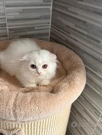 Gatta British Scottish