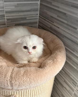 Gatta British Scottish