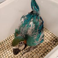 Pulli ararauna in fase di svezzamento