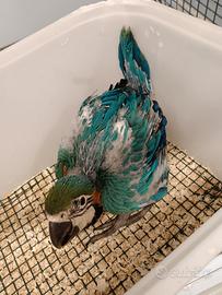 Pulli ararauna in fase di svezzamento