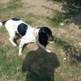 Incrocio spring setter di 2 anni maschio