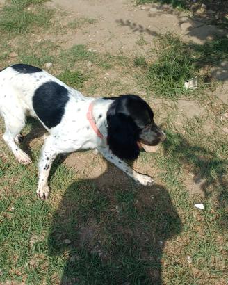 Incrocio spring setter di 2 anni maschio