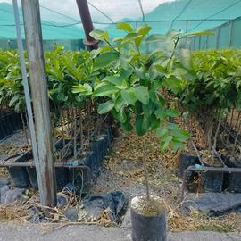 piante di limone siracusano 