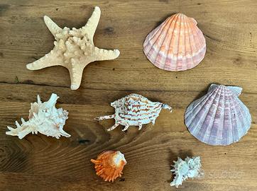 Conchiglie da collezione grandi lotto mare
