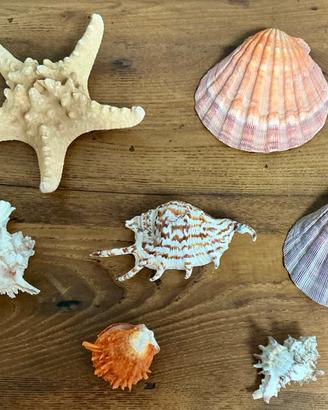 Conchiglie da collezione grandi lotto mare