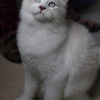 Cuccioli di gatto siberiano