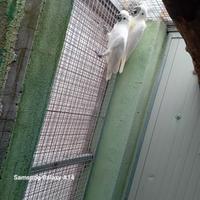 Cacatua galerita ed altri pappagalli