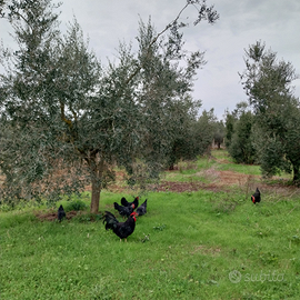 Galline razza ancona