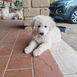Cuccioli Pastore maremmano abruzzese