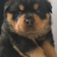 Cuccioli di rottweiler