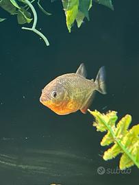 Piranha ventrerosso