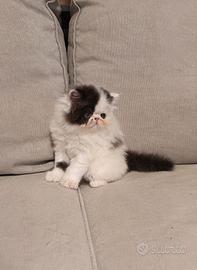 Cuccioli gatti persiani
