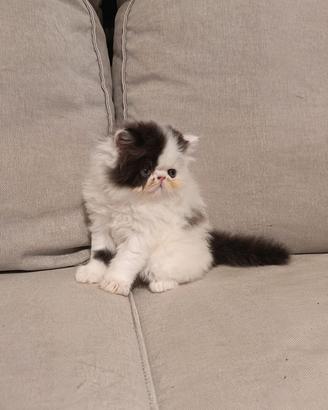 Cuccioli gatti persiani