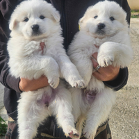 Cuccioli pastore maremmano abruzzese