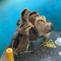 Pulcini di gallina