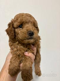 Barboncino toy fulvo maschio