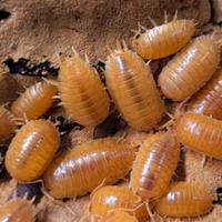 Isopodi porcellio laevis Orange