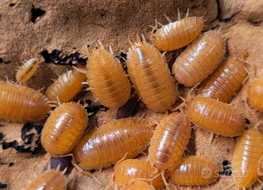 Isopodi porcellio laevis Orange