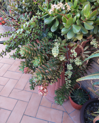 Piante grasse