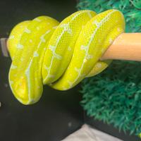 Serpente Morelia viridis