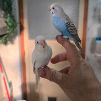 Cocorite allevate a mano