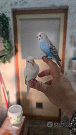 Cocorite allevate a mano