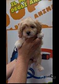 Cuccioli di maltipoo toy