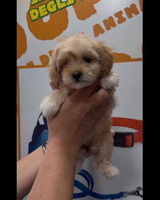 Cuccioli di maltipoo toy