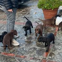 Cuccioli bracco di weimaraner vs Labrador