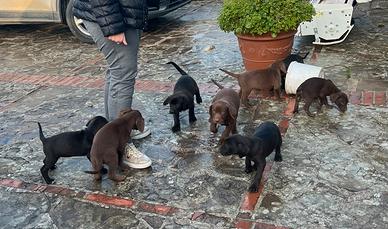 Cuccioli bracco di weimaraner vs Labrador