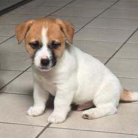 Jack Russell Terrier
