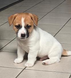 Jack Russell Terrier