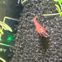 Neocaridine gamberetti acquario