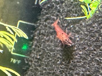 Neocaridine gamberetti acquario
